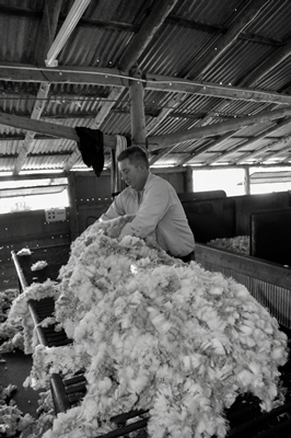 Steam Plains Shearing 022220  © Claire Parks Photography 